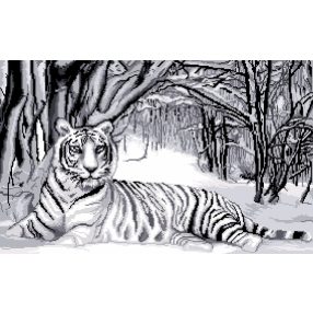 7166 The White Tiger 65x40 cm