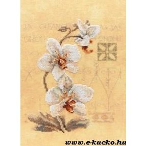 PN-0008008 Three Orchids 23x17 cm