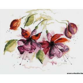 PN-0008026  Fuschia in Watercolour 39x49 cm
