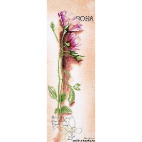 PN-0008050 Rosa - Botanical 20x60 cm