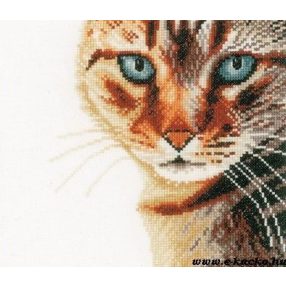 PN-0021220 Tabby cat 17x17 cm