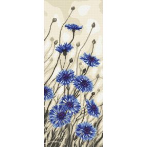 Z8617 Flower of a Centaurea 20x50 cm