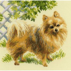 1585 Pomeranian 25x25 cm