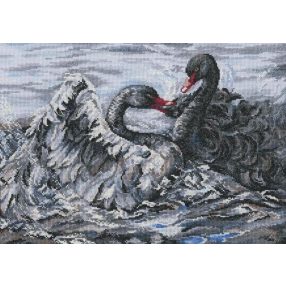 m557 Two black swans 40x28 cm