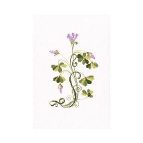c258 Oxalis 12x18,5 cm