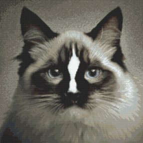 Z8915 Cat ragdoll 40x40 cm