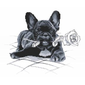 Z8769 French bulldog - I'm sorry 30x25 cm