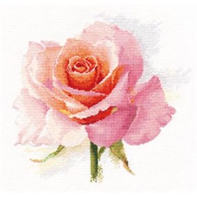2-40 Rose Tenderness 24x24 cm