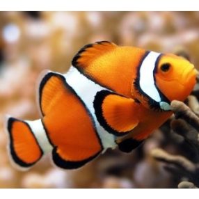 AZ1061 Clown Fish 20x28 cm