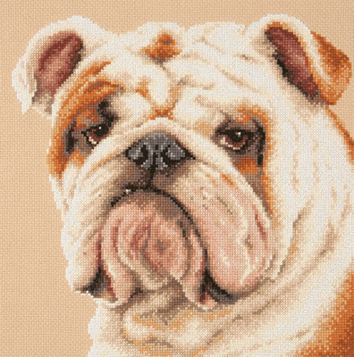 ci-059-021 Bulldog 25x25 cm