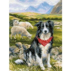 1767 Border Collie 30x40 cm