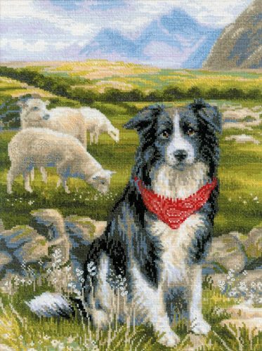 1767 Border Collie 30x40 cm