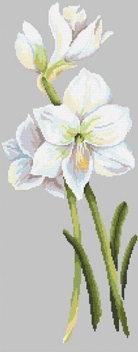 10209 Amaryllis 25x61 cm