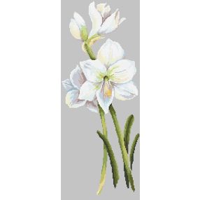 Z10209 Beautiful amaryllis 20x50 cm
