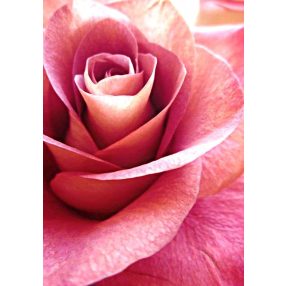 WD019 Pink Rose 27x38 cm