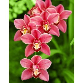 WD033 Cimbidium 38x48 cm