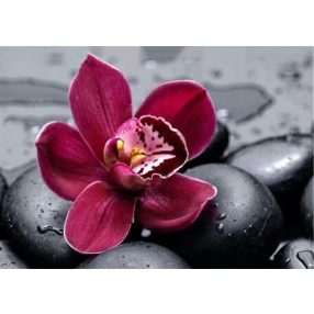 WD036 Royal Orchid 38x27 cm