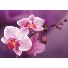 WD038 Branch of Orchids 38x27 cm