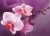 WD038 Branch of Orchids 38x27 cm