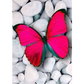 WD054 Pink Butterfly 20x30 cm