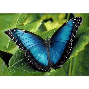 WD055 Blue Morpho 30x20 cm