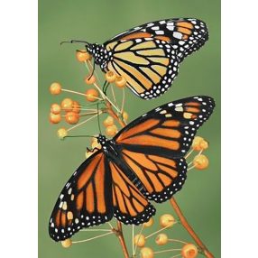 WD061 Softness 27x38 cm