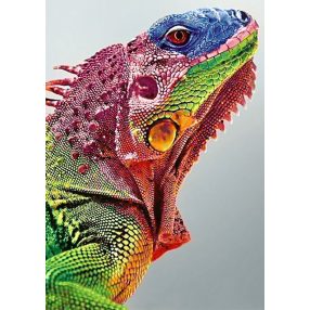 WD065 Iguana 27x38 cm