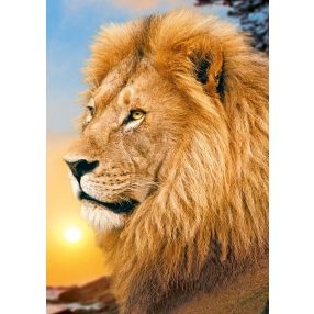 WD070 Lion King 27x38 cm