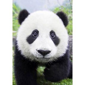 WD074 Curious Panda 20x30 cm