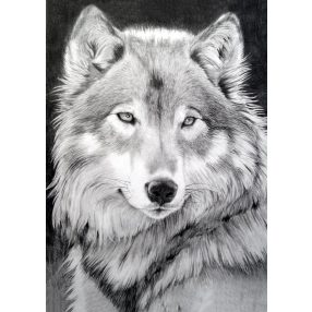 WD086 Grey wolf 27x38 cm