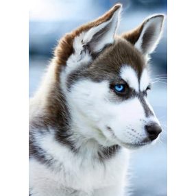 WD088 Snow Dog 27x38 cm