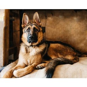 WD184 Shepherd 48x38 cm