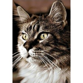 WD212 Cat at Home 20x30 cm