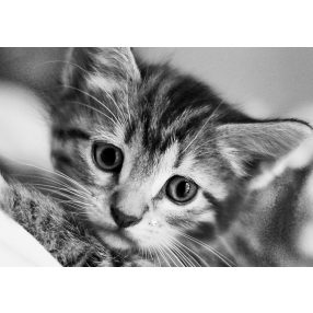 WD213 Black and White Cat 30x20 cm