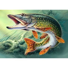 WD225 Pike 38x27 cm