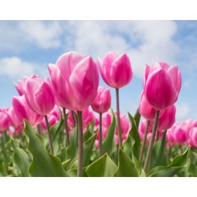 WD2301 Sky and Tulips 48x38 cm