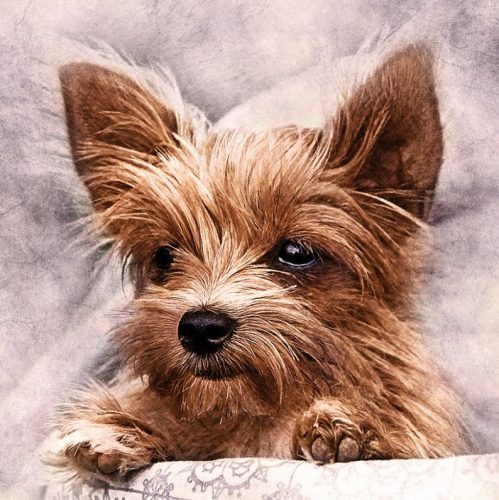 WD2307 Yorkie 38x38 cm