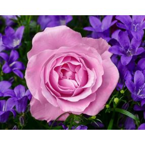 WD2308 Garden Rose 48x38 cm