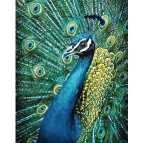 WD231 Peacock 38x48 cm