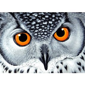 WD243 Owl's Look 38x27 cm