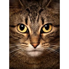 WD280 Wise Cat 15x20 cm