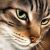 WD282 Mysterious Cat 20x20 cm