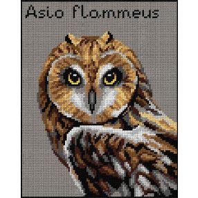 3017H Asio Flammeus 24x30 cm