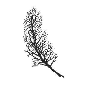 Z10251 Black feather 30x40 cm