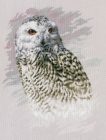 PN-0183826 Snowy Owl 29x38 cm