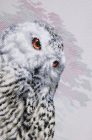 PN-0183826 Snowy Owl 29x38 cm