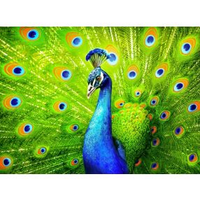 AZ1801 Beautiful Peacock 40x50 cm