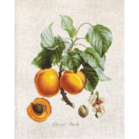 BL22450 Kajszibarack 17,5x22,5 cm