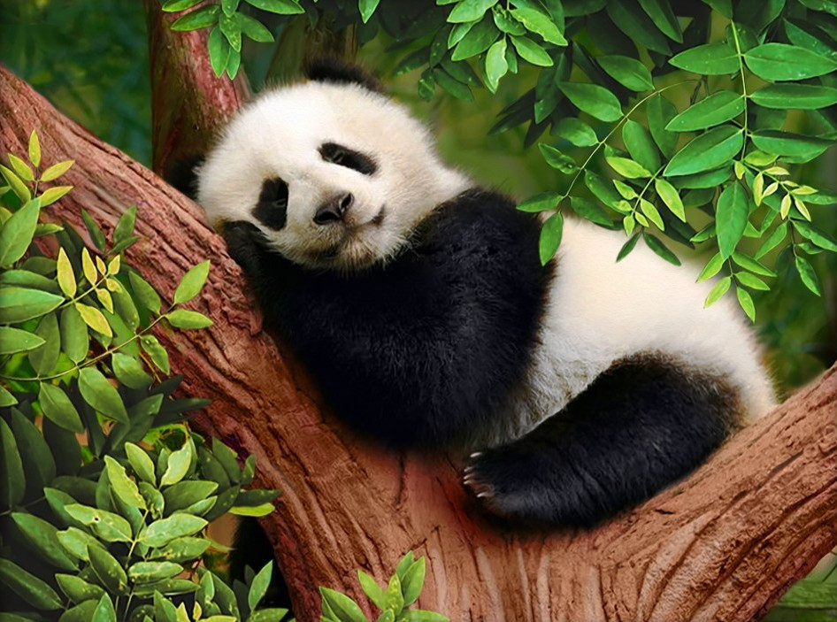 Sleepingkuma AZ1826 Sleepy Panda 40x30 cm - E-kuckó needlework webshop