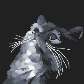 10638 Gray cat 49x49 cm